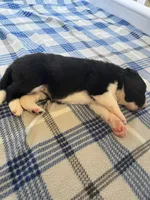 Beth , a female Border Collie for sale in Scotts Hill, TN – Photo 4 of 9