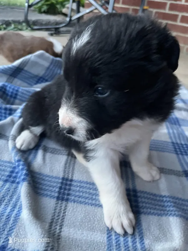 Beth  – Border Collie puppy for sale in Scotts Hill, TN