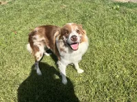 Beth , a female Border Collie for sale in Scotts Hill, TN – Photo 9 of 9