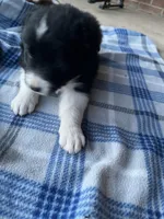 Beth , a female Border Collie for sale in Scotts Hill, TN – Photo 3 of 9