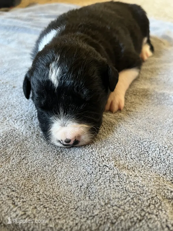 Beth  – Border Collie puppy for sale in Scotts Hill, TN