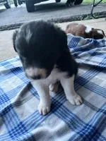 Beth , a female Border Collie for sale in Scotts Hill, TN – Photo 2 of 9
