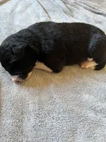 Beth , a female Border Collie for sale in Scotts Hill, TN – Photo 4 of 9