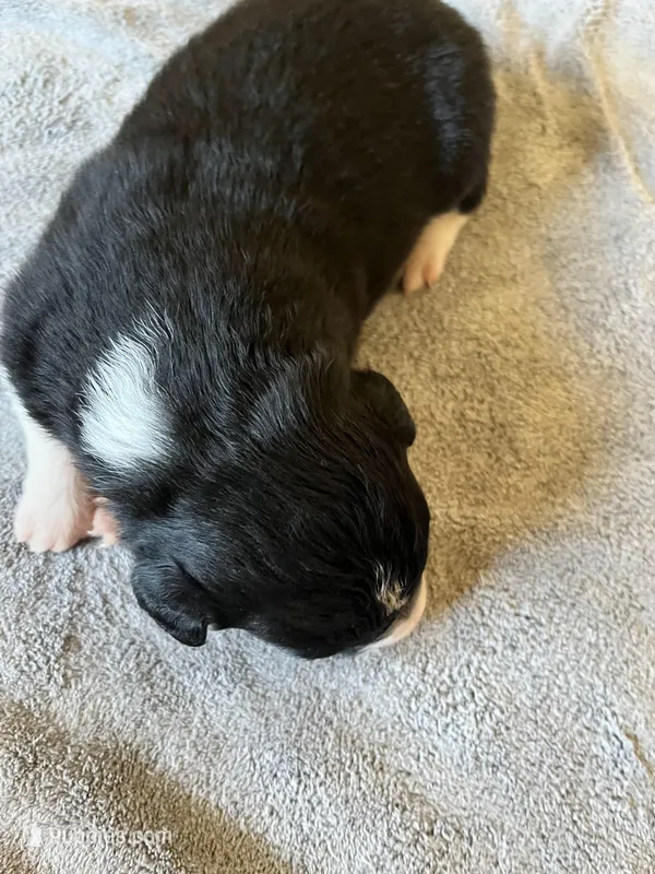 Beth  – Border Collie puppy for sale in Scotts Hill, TN