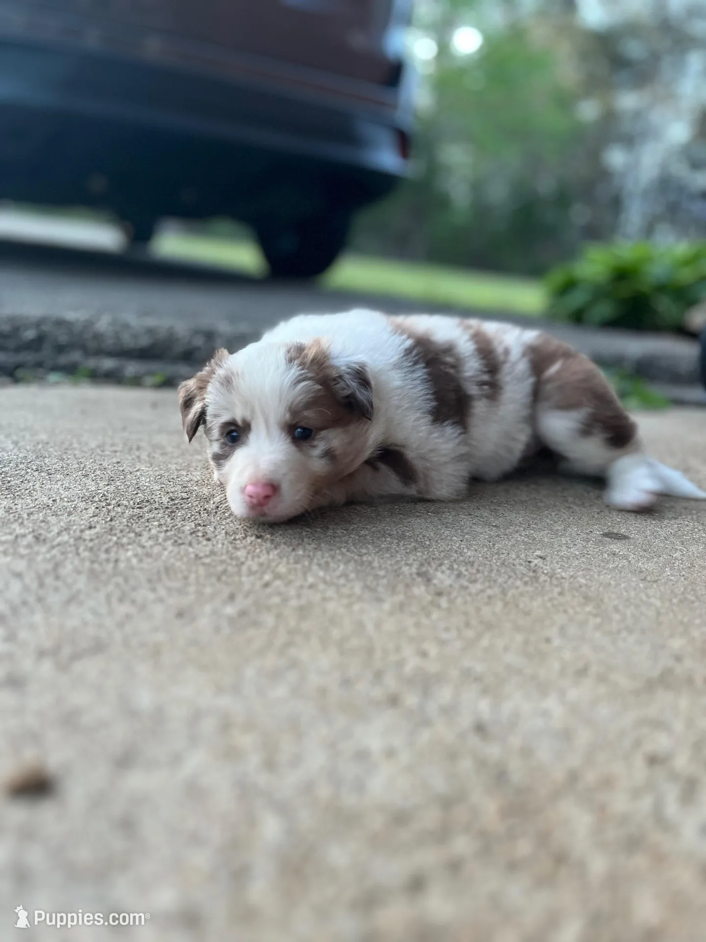 Rosey, a female Border Collie for sale in Scotts Hill, TN – Photo 4 of 10