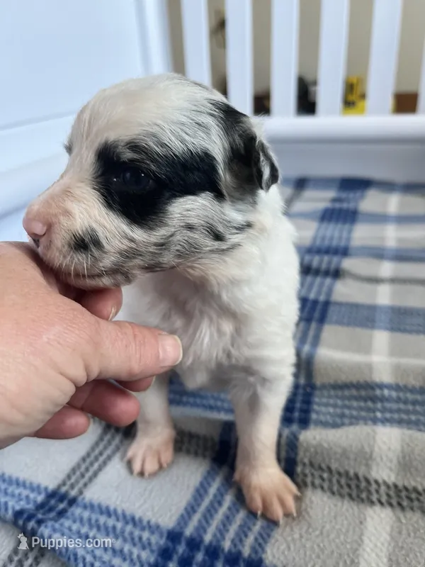 Mabel – Border Collie puppy for sale in Scotts Hill, TN