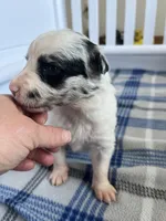 Mabel, a female Border Collie for sale in Scotts Hill, TN – Photo 1 of 10