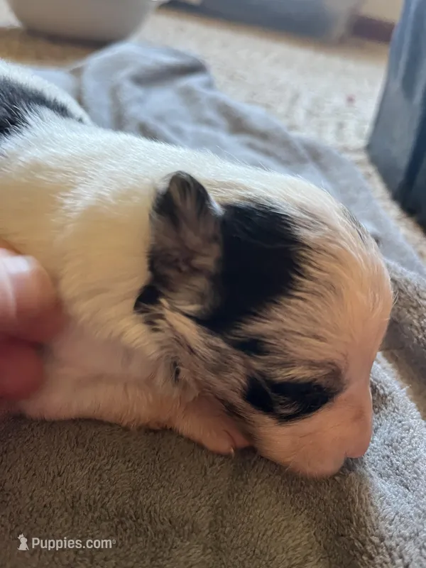 Mabel – Border Collie puppy for sale in Scotts Hill, TN