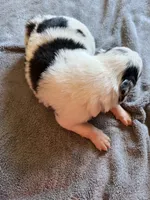 Mabel, a female Border Collie for sale in Scotts Hill, TN – Photo 6 of 10