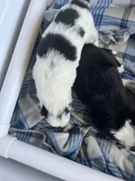 Mabel, a female Border Collie for sale in Scotts Hill, TN – Photo 9 of 10