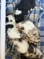 Mabel, a female Border Collie for sale in Scotts Hill, TN – Photo 10 of 10