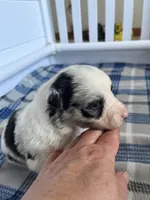 Mabel, a female Border Collie for sale in Scotts Hill, TN – Photo 2 of 10