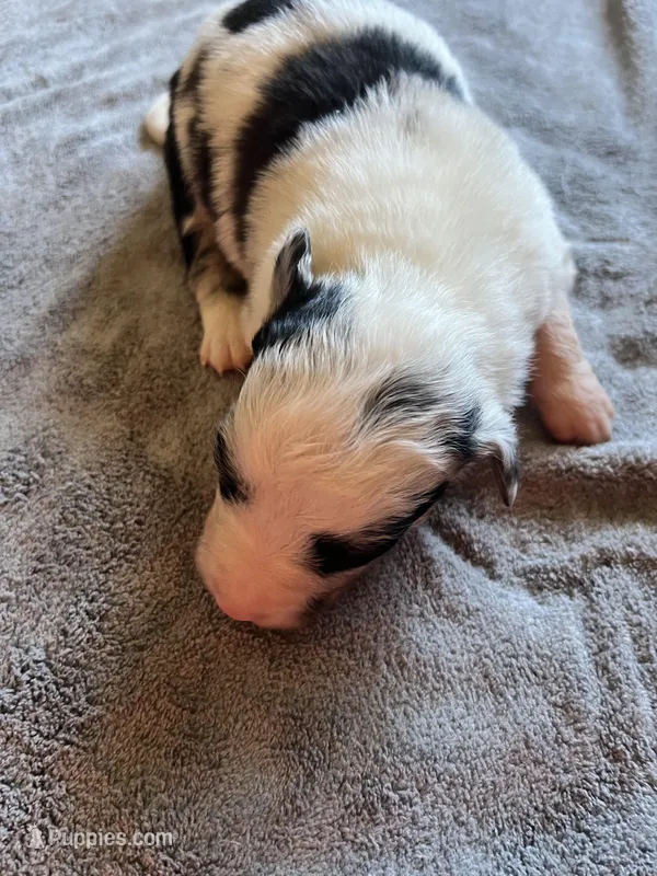 Mabel – Border Collie puppy for sale in Scotts Hill, TN