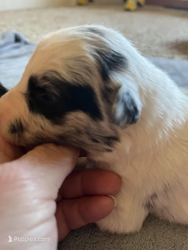 Mabel – Border Collie puppy for sale in Scotts Hill, TN