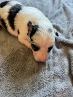 Mabel, a female Border Collie for sale in Scotts Hill, TN – Photo 4 of 10