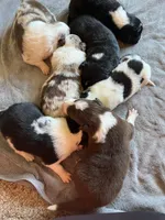 Sassy, a female Border Collie for sale in Scotts Hill, TN – Photo 9 of 9