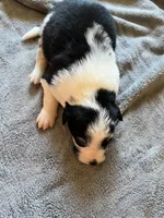 Sassy, a female Border Collie for sale in Scotts Hill, TN – Photo 7 of 9