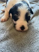 Sassy, a female Border Collie for sale in Scotts Hill, TN – Photo 4 of 9