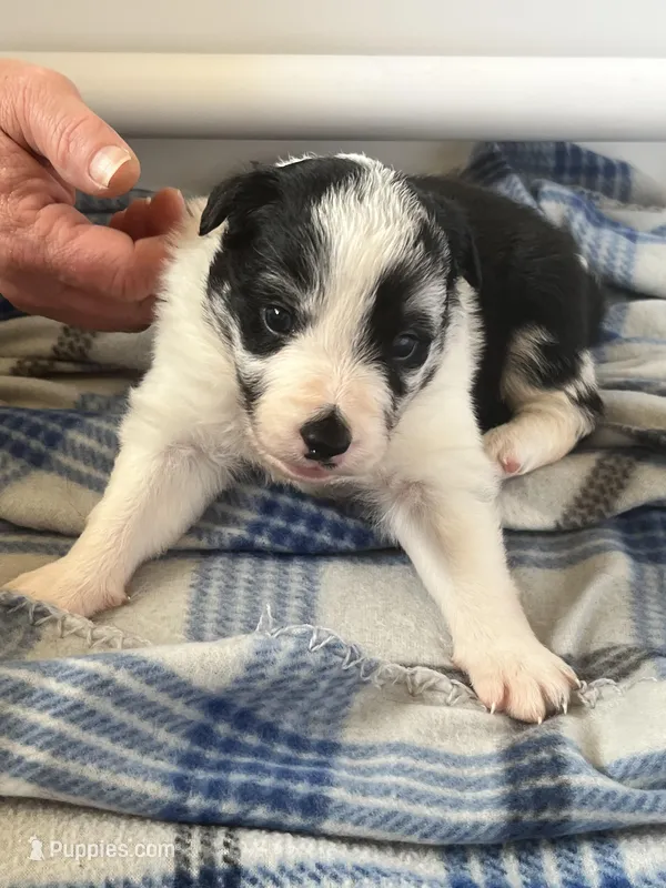 Sassy – Border Collie puppy for sale in Scotts Hill, TN