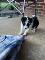 Sassy, a female Border Collie for sale in Scotts Hill, TN – Photo 3 of 9