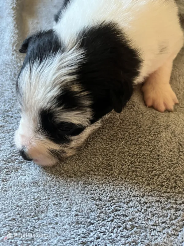 Sassy – Border Collie puppy for sale in Scotts Hill, TN