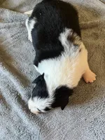 Sassy, a female Border Collie for sale in Scotts Hill, TN – Photo 6 of 9