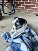 Sassy, a female Border Collie for sale in Scotts Hill, TN – Photo 2 of 9