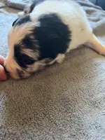 Sassy, a female Border Collie for sale in Scotts Hill, TN – Photo 2 of 9