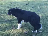 Sassy, a female Border Collie for sale in Scotts Hill, TN – Photo 5 of 9
