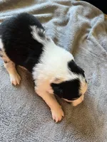 Sassy, a female Border Collie for sale in Scotts Hill, TN – Photo 3 of 9