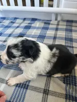 Sassy, a female Border Collie for sale in Scotts Hill, TN – Photo 5 of 9