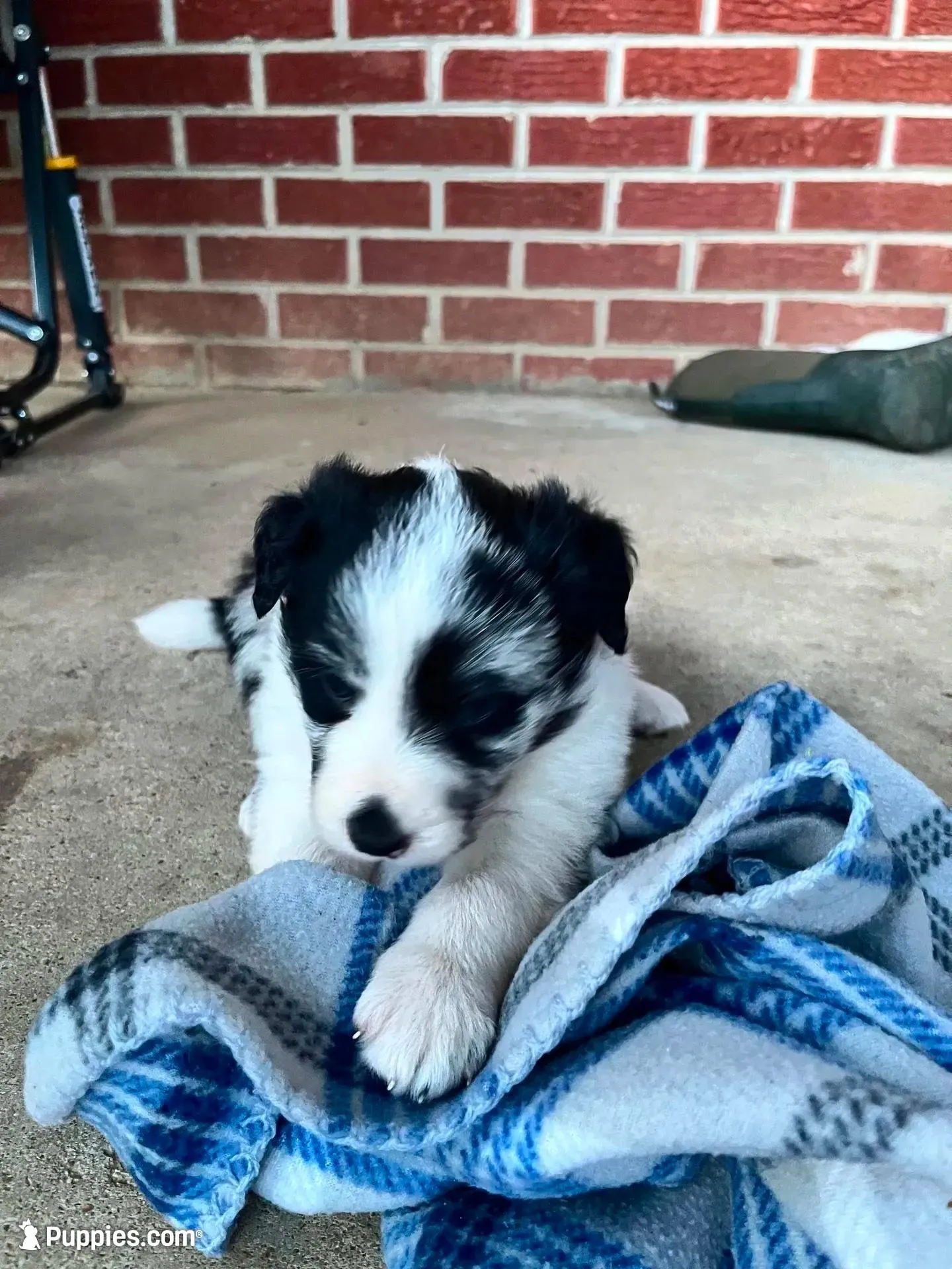 Sassy – Border Collie puppy for sale in Scotts Hill, TN