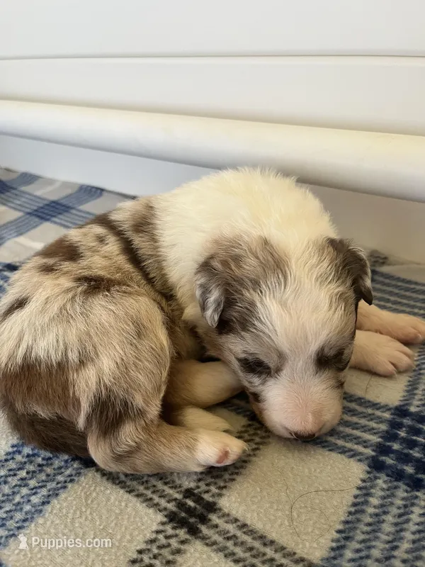 Ruby – Border Collie puppy for sale in Scotts Hill, TN
