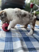 Ruby, a female Border Collie for sale in Scotts Hill, TN – Photo 1 of 10