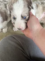 Ruby, a female Border Collie for sale in Scotts Hill, TN – Photo 4 of 10