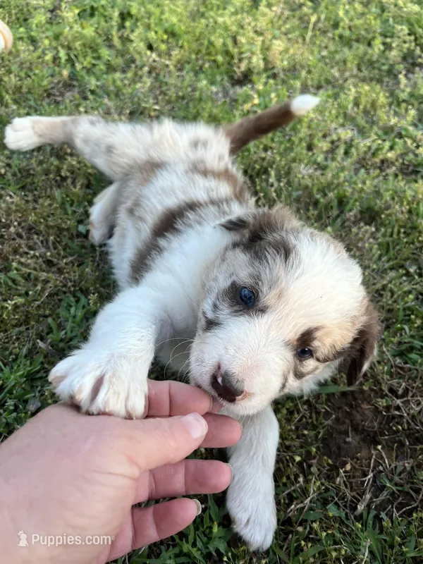 Ruby – Border Collie puppy for sale in Scotts Hill, TN