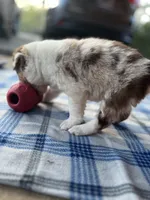 Ruby, a female Border Collie for sale in Scotts Hill, TN – Photo 3 of 10