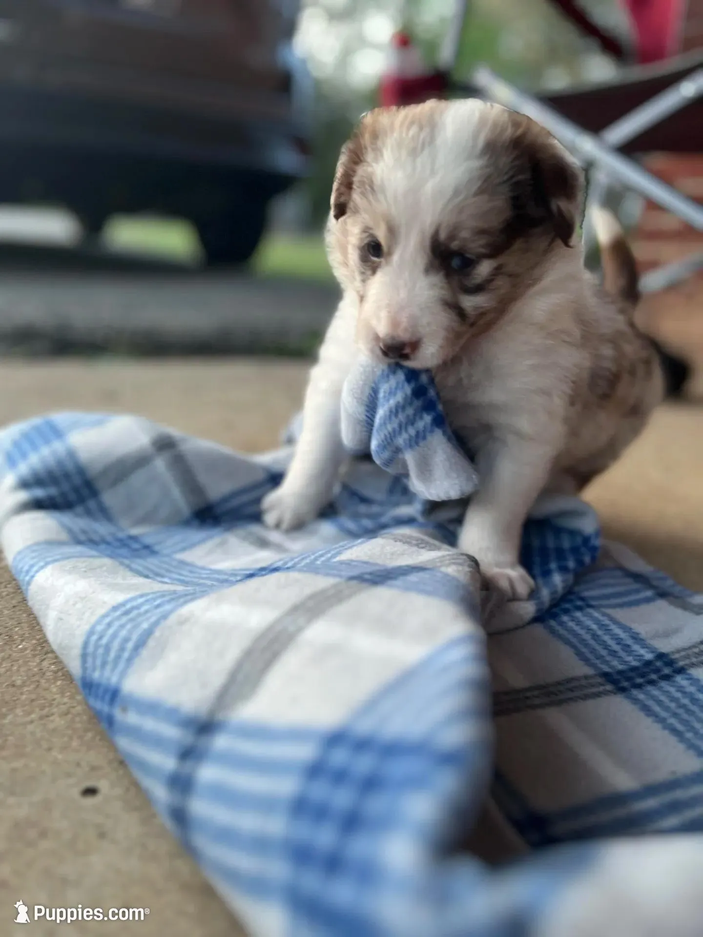 Ruby, a female Border Collie for sale in Scotts Hill, TN – Photo 2 of 10