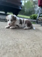 Rosey, a female Border Collie for sale in Scotts Hill, TN – Photo 3 of 10