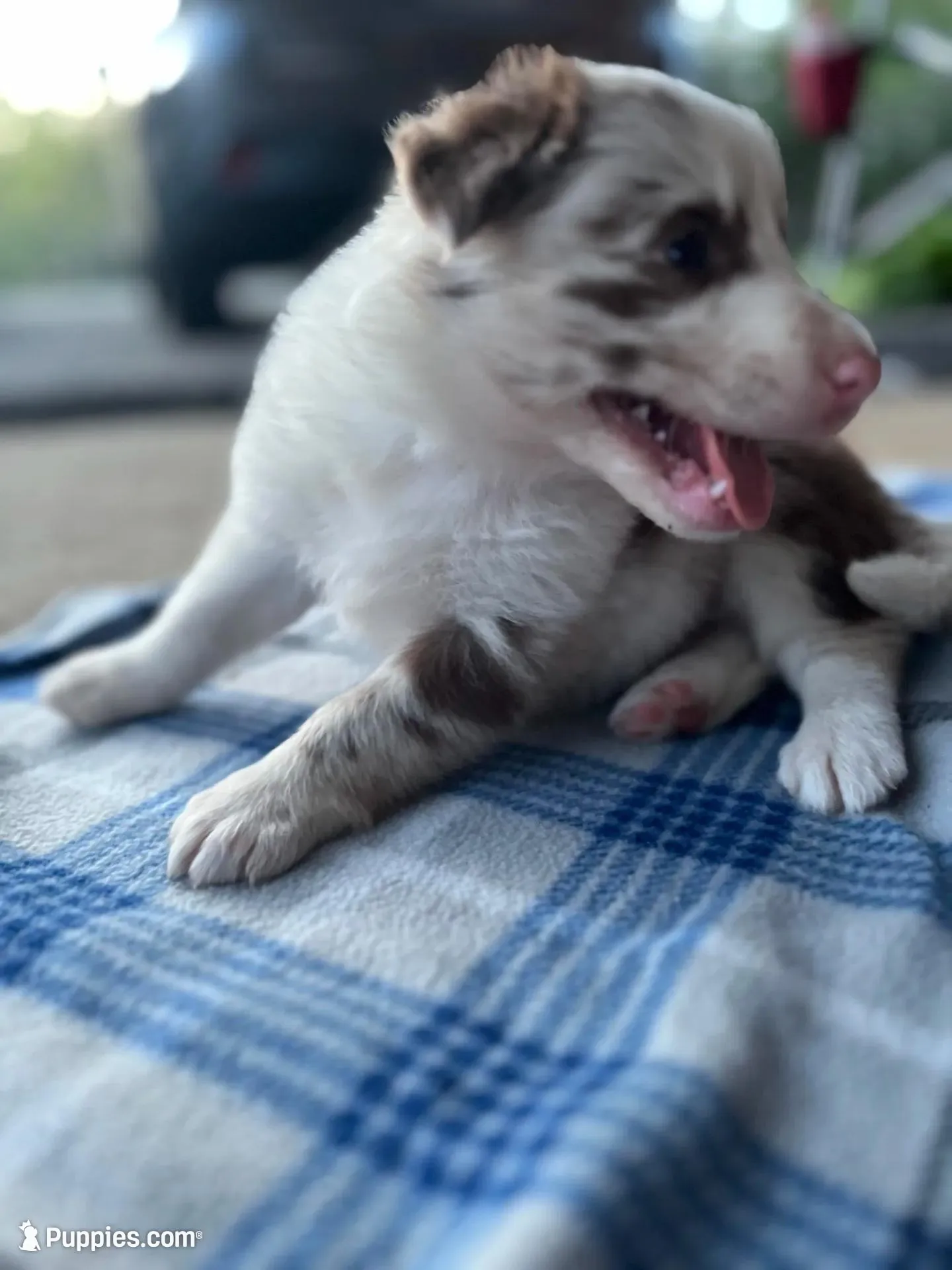 Rosey, a female Border Collie for sale in Scotts Hill, TN – Photo 5 of 10