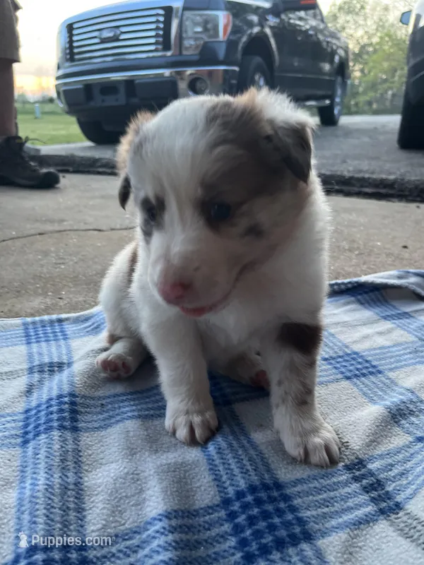 Rosey – Border Collie puppy for sale in Scotts Hill, TN