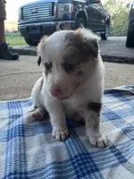Rosey, a female Border Collie for sale in Scotts Hill, TN – Photo 1 of 10