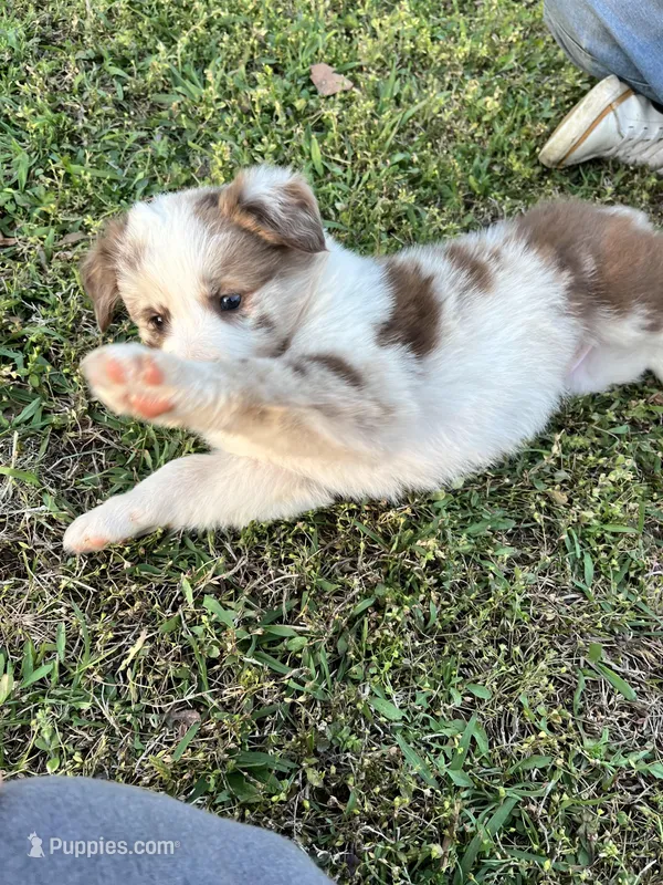 Rosey – Border Collie puppy for sale in Scotts Hill, TN