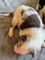 Rosey, a female Border Collie for sale in Scotts Hill, TN – Photo 3 of 10