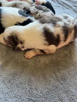 Rosey, a female Border Collie for sale in Scotts Hill, TN – Photo 5 of 10