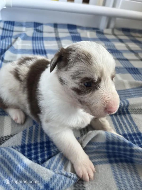 Rosey – Border Collie puppy for sale in Scotts Hill, TN