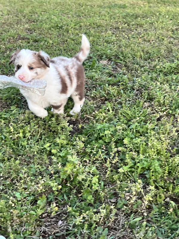 Rosey – Border Collie puppy for sale in Scotts Hill, TN