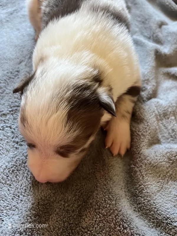 Rosey – Border Collie puppy for sale in Scotts Hill, TN