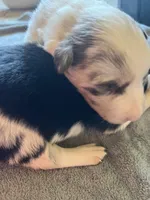 Rosey, a female Border Collie for sale in Scotts Hill, TN – Photo 1 of 10