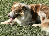 Rosey, a female Border Collie for sale in Scotts Hill, TN – Photo 8 of 10
